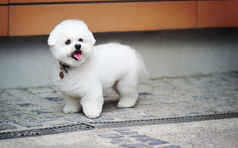 Bichon Frise, puppy, pets, dogs, white dog, Bichon Frise Dog, cute animals, furry dog, HD wallpaper