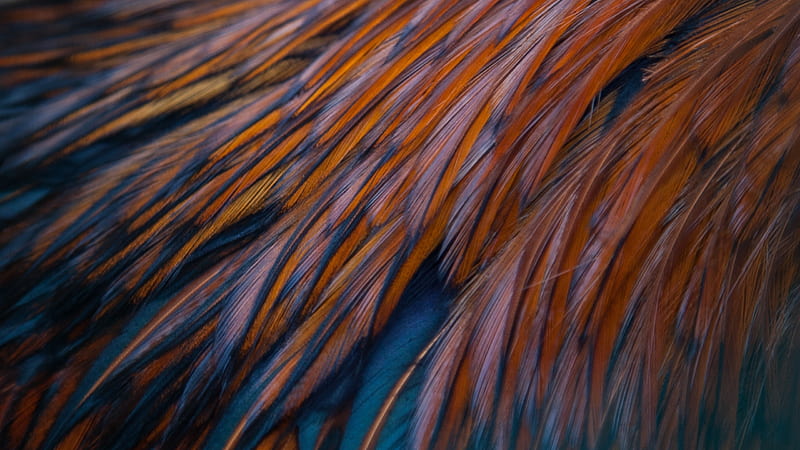 Feathers, orange, feather, texture, skin, blue, HD wallpaper