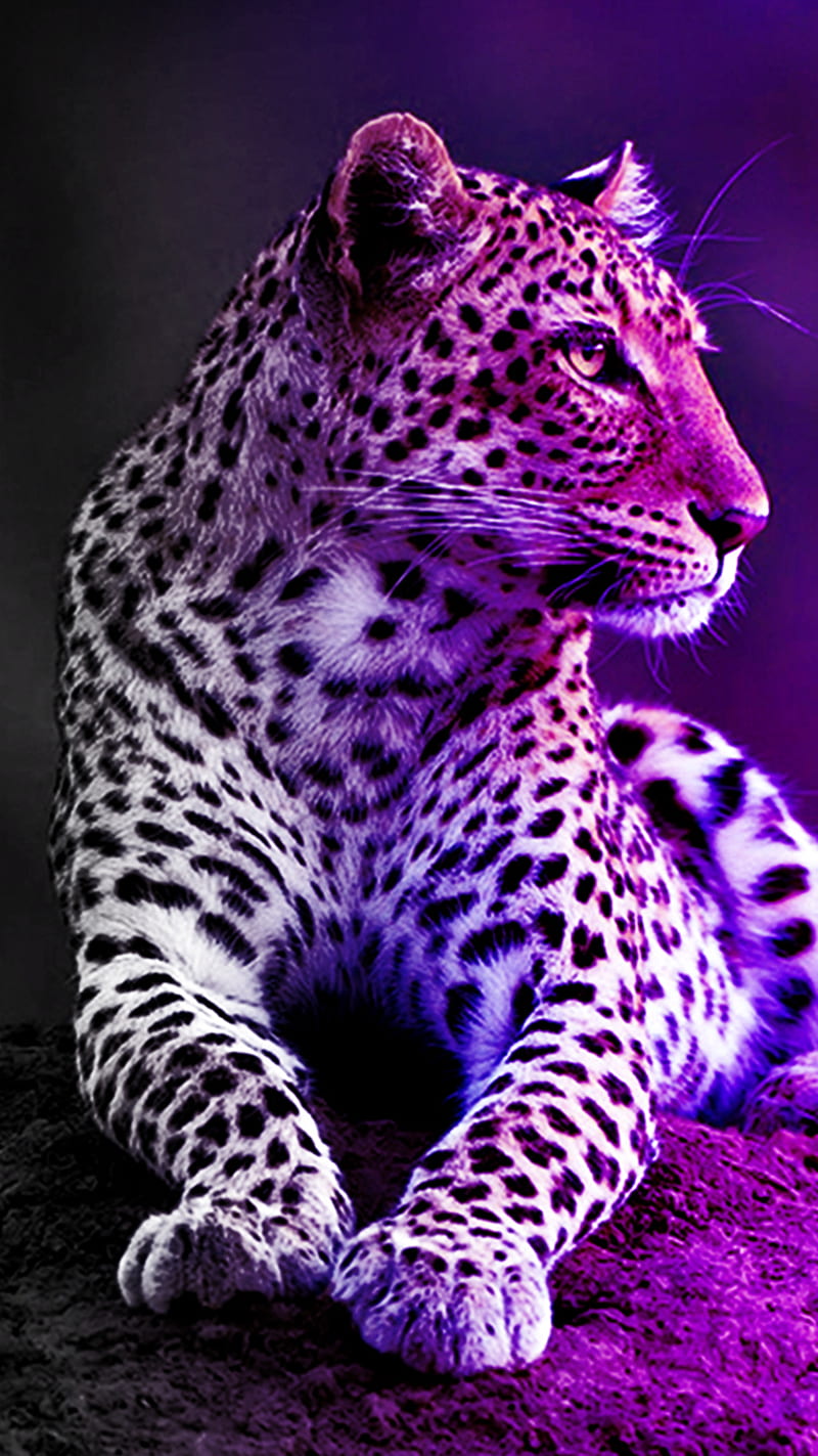 Leopard Shadows, purple, HD phone wallpaper