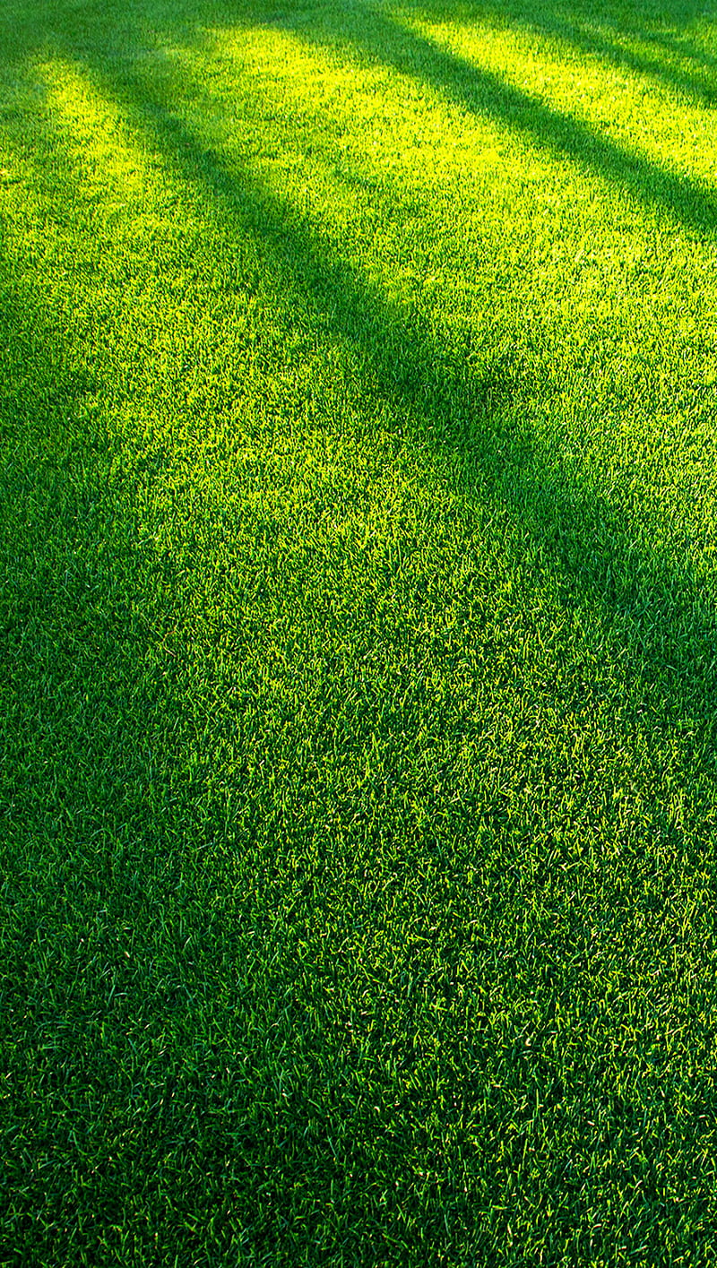 Green Grass And Blue Sky, HD wallpaper | Peakpx