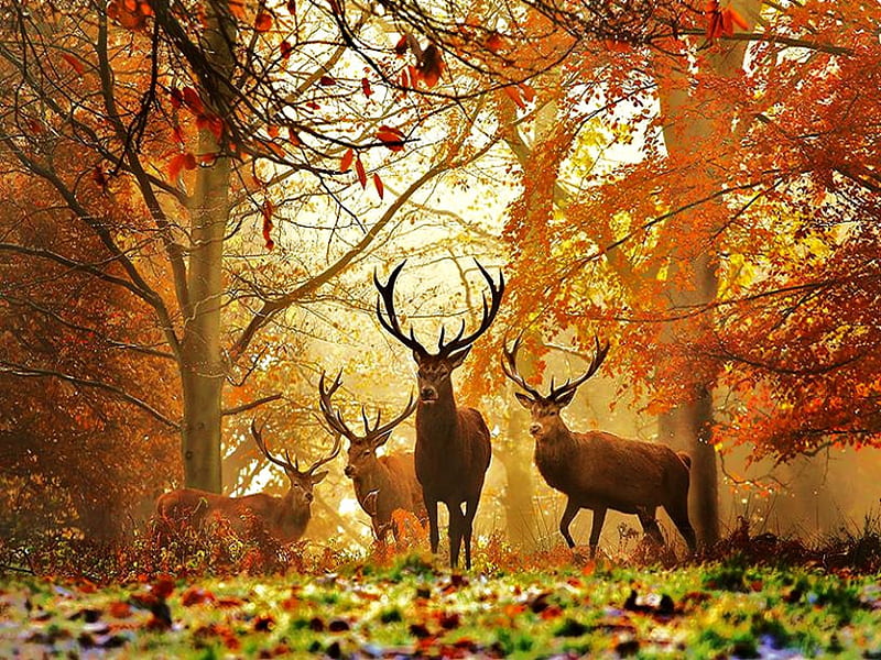 Deer, Brown, Forest, Trees, Leaves, Animals, HD wallpaper