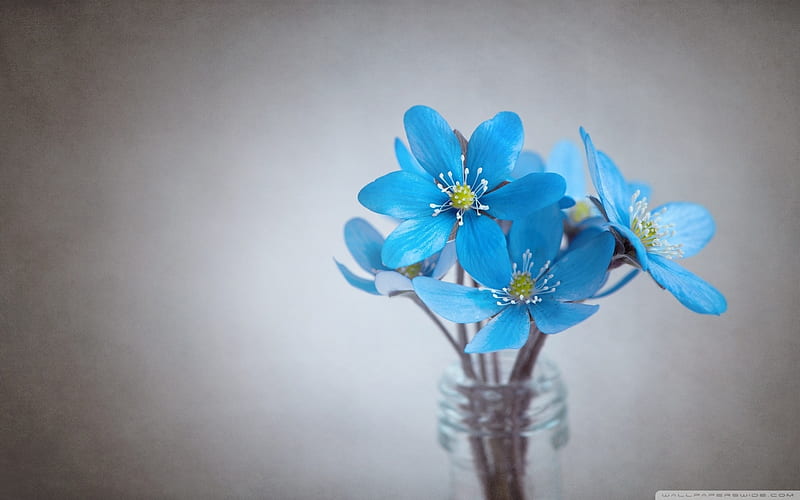 We are very small but beautiful, vase, blue flowers, flowers, blue, HD wallpaper