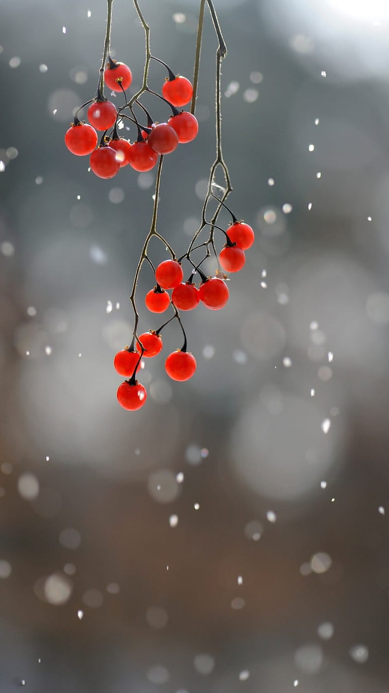 Berries, cold, fruits, nature, red, snow, HD phone wallpaper