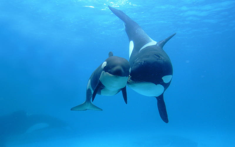 Orca Killer Whale Under Sea-Animal World Series, HD wallpaper