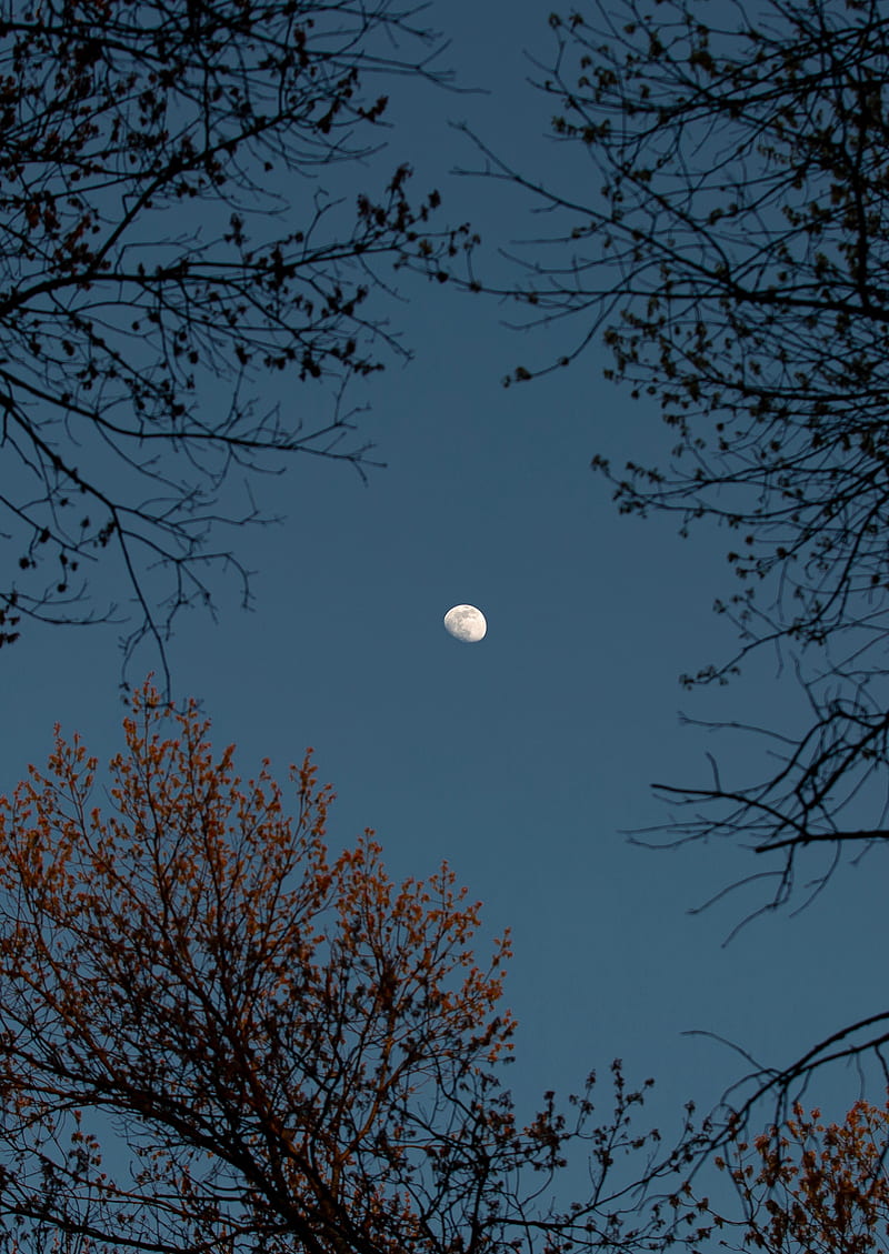 trees, branches, moon, sky, HD phone wallpaper