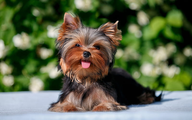Yorkshire Terrier small puppy, pets, decorative dogs, cute dog, HD wallpaper
