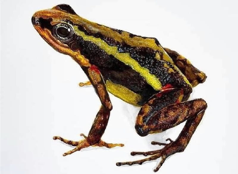 Frog, Freshwater animals, Animals, Zoology, HD wallpaper