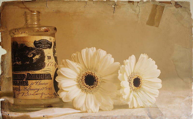 beautiful texture, daisies, still life, bottle, texture, bonito, HD wallpaper