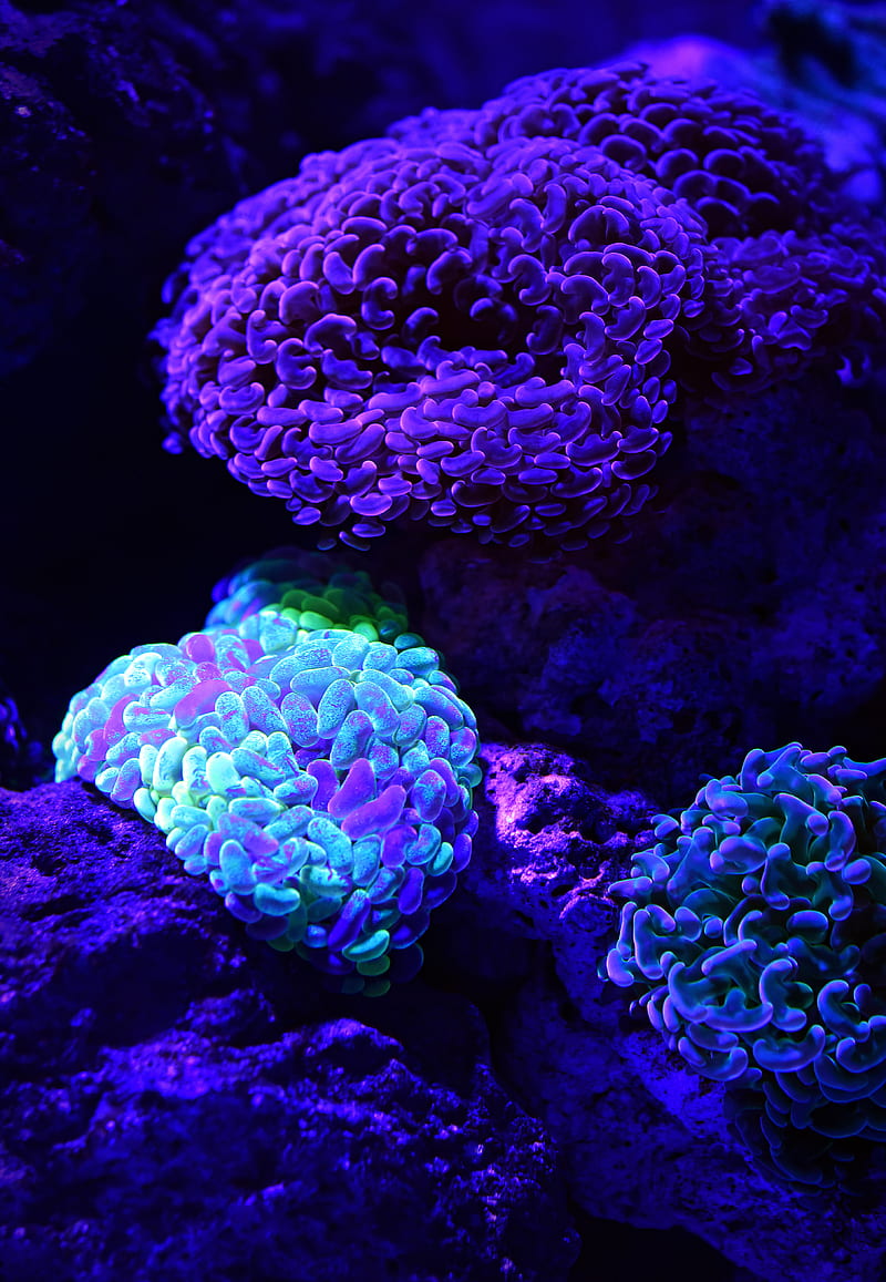 selective color of teal coral reef underwater graphy, HD phone wallpaper