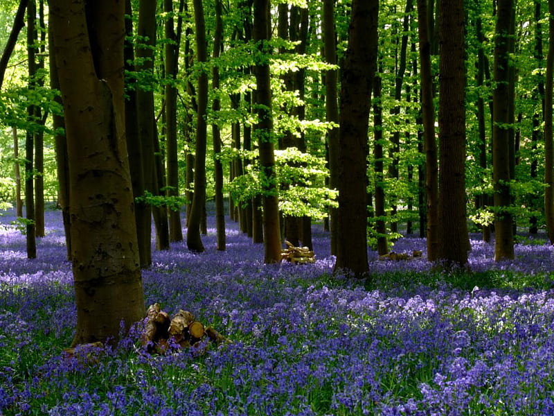 bluebells in the wood, tree, wood, bluebells, forrest, HD wallpaper