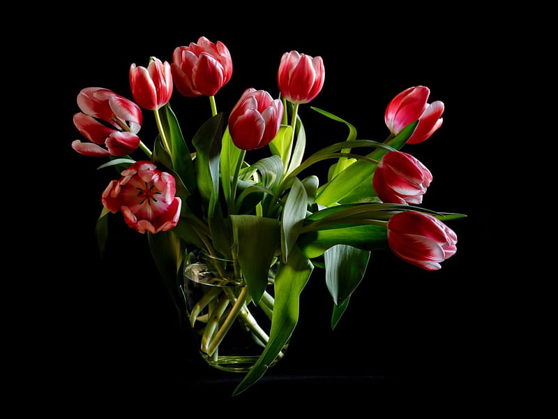 ๑๑ Spring Love ๑๑, red, black, vase, spring, green, bouquet, love, siempre, flowers, nature, tulips, crystal, HD wallpaper