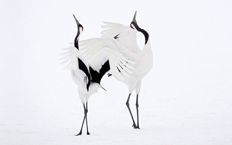 Cranes, wings, black, animal, bird, feather, dance, white, couple, HD wallpaper