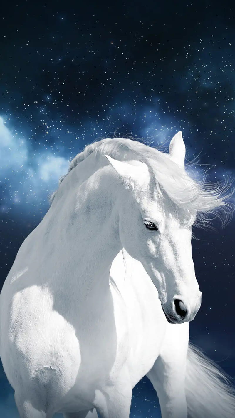 White Horse Surrounded By Wolves  Best Hd Horse Desktop  1024x1024  Wallpaper  teahubio