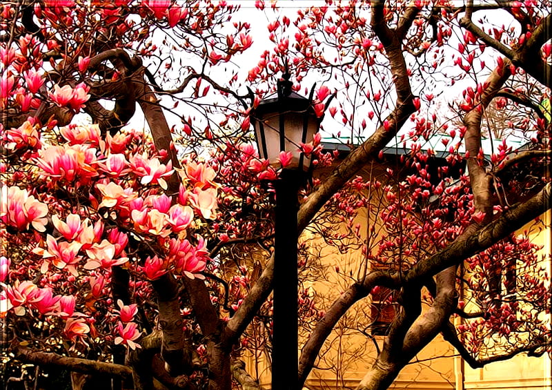 Magnolia Tree, magnolia, tree, nature, lantern, HD wallpaper