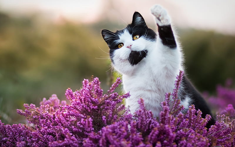 British Shorthair, black and white cat, cute animals, pets, cats, purple flowers, HD wallpaper
