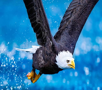 Premium Vector | Flying eagle logo black power bird symbol