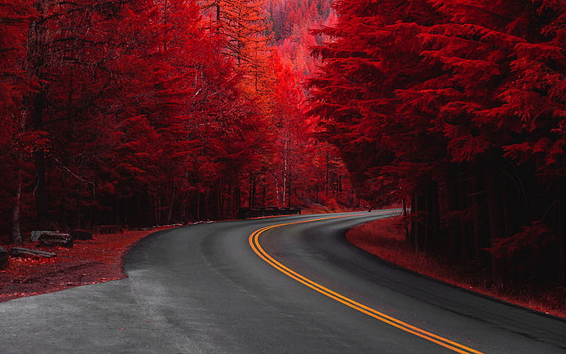 red trees, scenery, road, forest, pine trees, Landscape, HD wallpaper