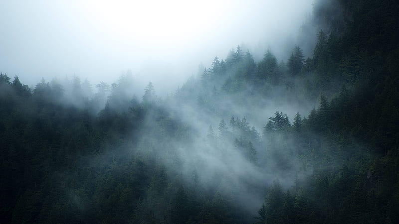 British Columbia Foggy Forest , Nature , , and Background, Conifer Forest, HD wallpaper