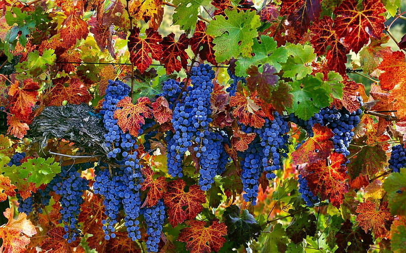 Grapes, red, autumn, food, sweet, dessert, leaf, fruit, green, blue, HD wallpaper