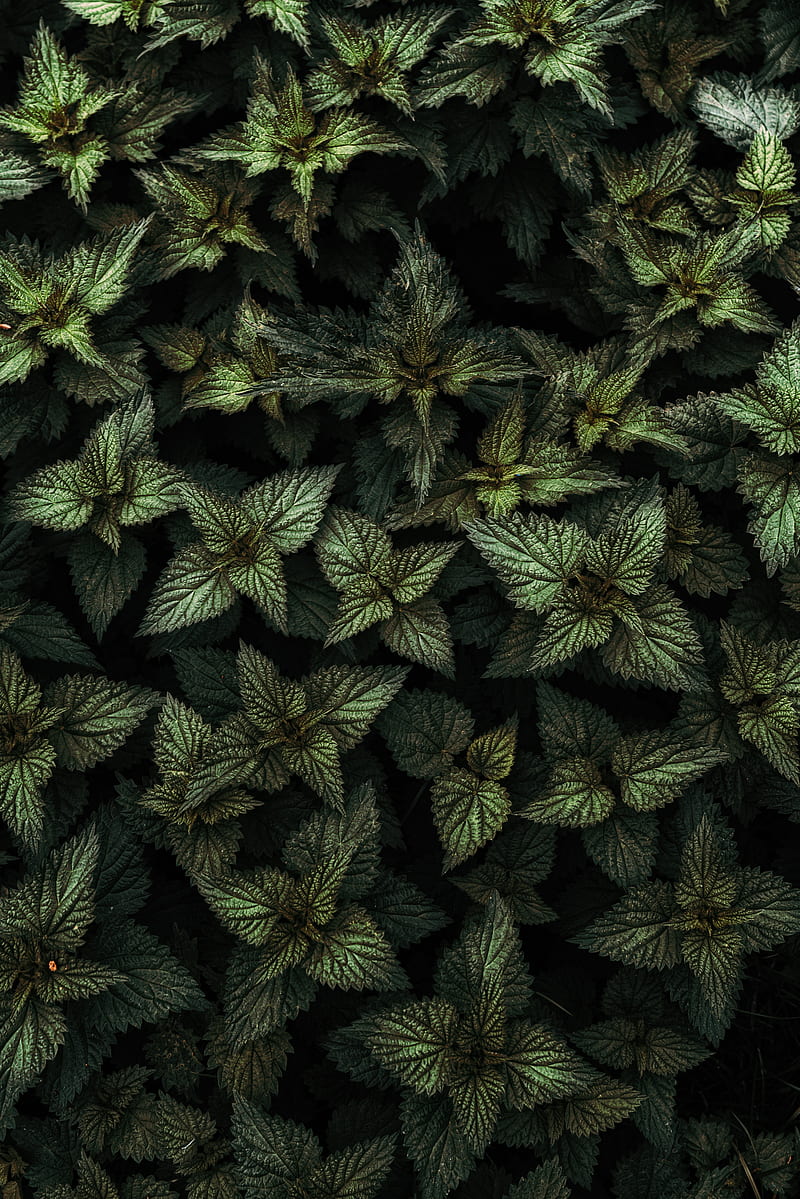 nettle, leaves, green, plants, HD phone wallpaper