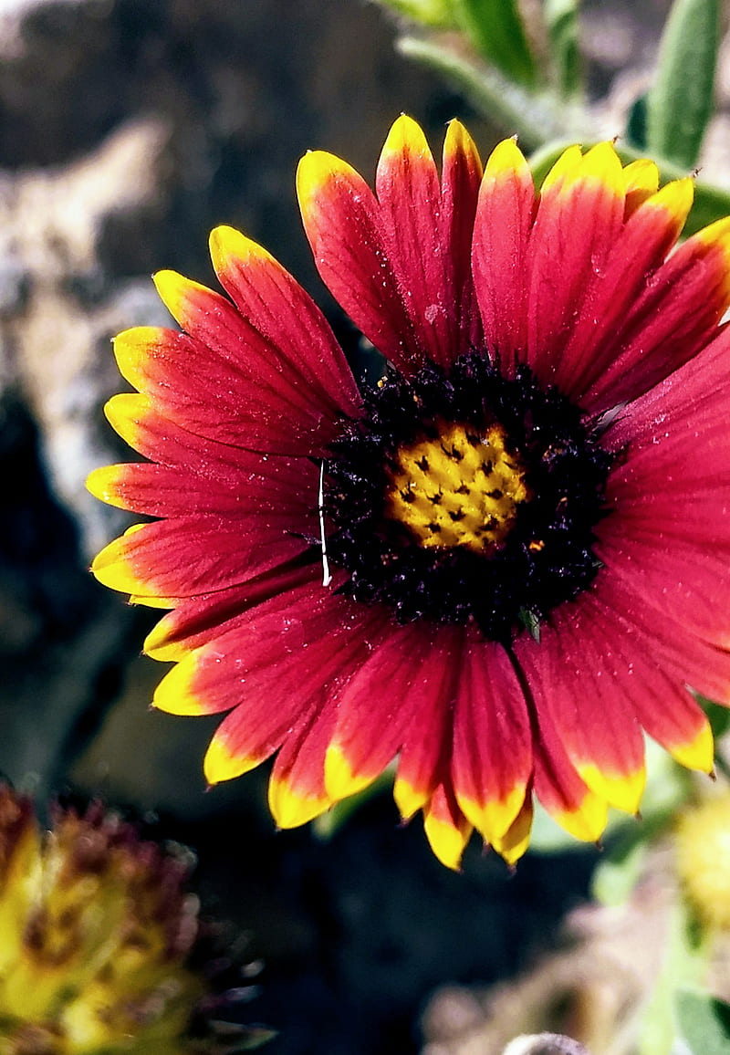 Desert sunflower, flower, nature, nevada, pink, red, yellow, HD phone wallpaper