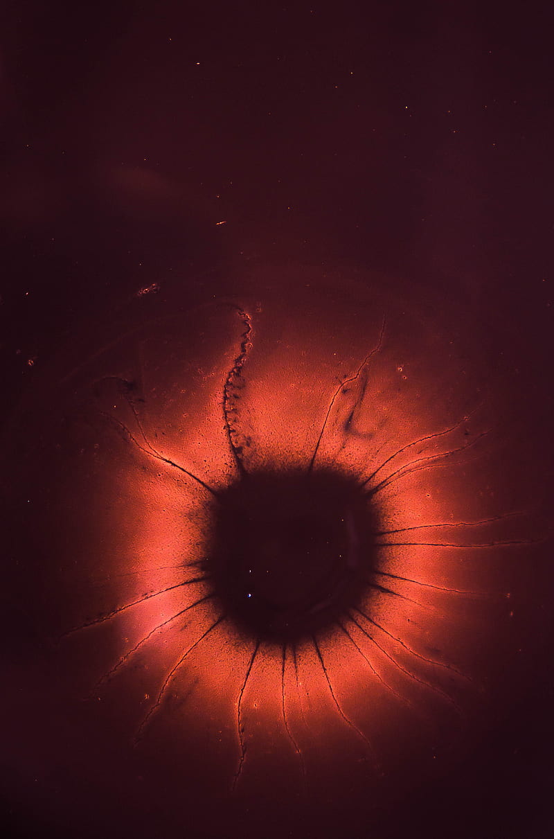 microscope graphy of red and black microorganism, HD phone wallpaper