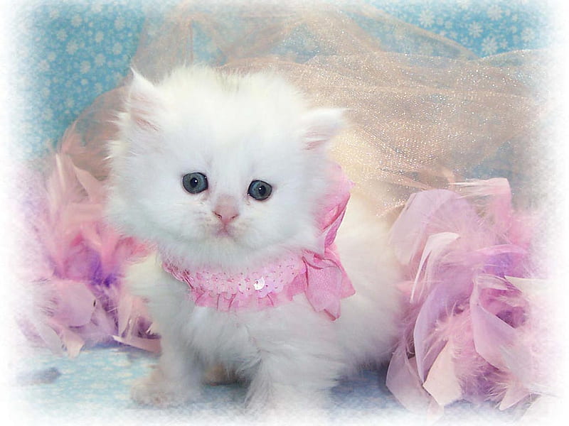 baby of persian cat, cute, persian, breed, cat, kitten, animal, HD wallpaper