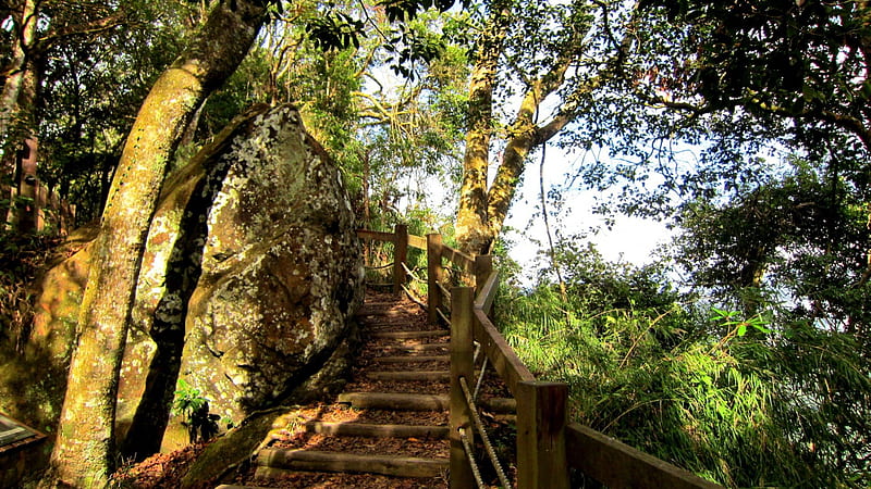 Mountain climbing, tree, rock, plants, Mountain, trail, wooden railings, HD wallpaper