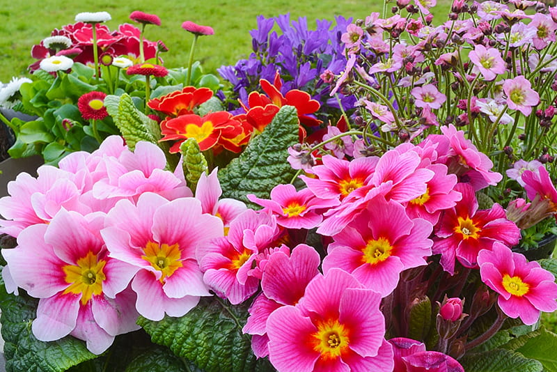 Pink primrose, pretty, primrose, primula, garden, spring, nature, pink, bed, HD wallpaper