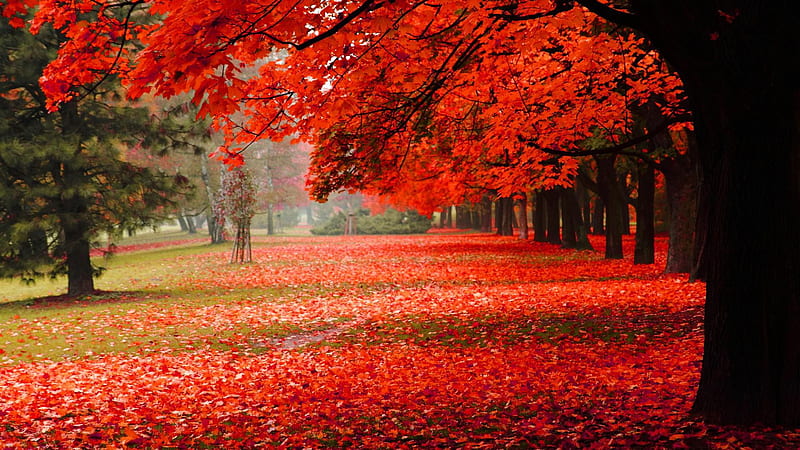 Red Autumn Spring Leafed Trees Dry Leaves On Ground Garden Nature, HD wallpaper