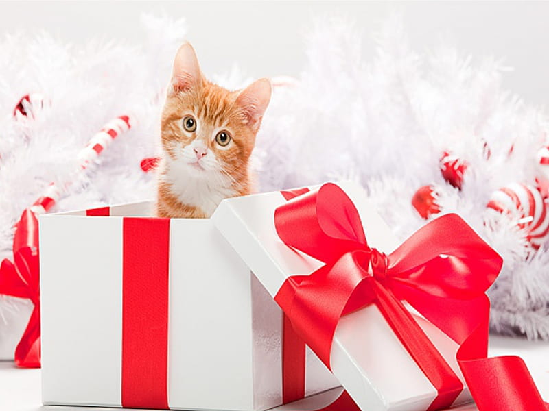 Adorable Cat, pretty, christmas cat, box, adorable, magic, xmas, sweet ...