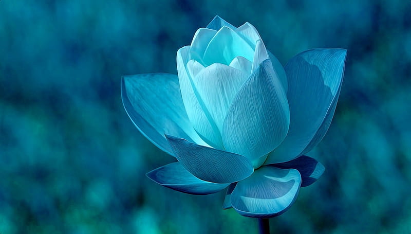 Blue Flower Fantasy Pretty Flower Abstract Blue HD Wallpaper Peakpx