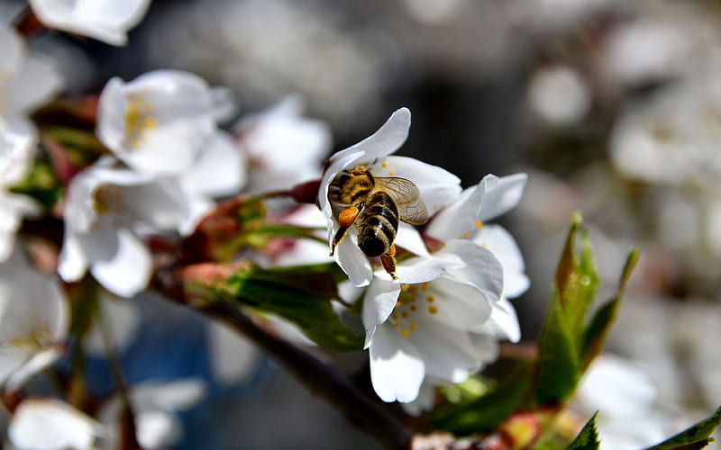 Bee Pollenating Bloom, bloom, bonito, bee, graphy, wide screen, flower, insect, pollen, HD wallpaper