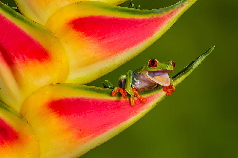 Frog, green, red, amphibian, yellow, flower, HD wallpaper