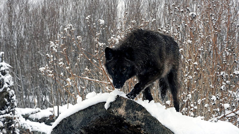 black wolf, friendship, quotes, pack, dog, lobo, arctic, black, abstract, winter, timber, snow, wolf , wolfrunning, wolf, white, lone wolf, howling, wild animal black, howl, canine, wolf pack, solitude, gris, the pack, mythical, majestic, wisdom beautiful, spirit, canis lupus, grey wolf, nature, wolves, wisdom, HD wallpaper