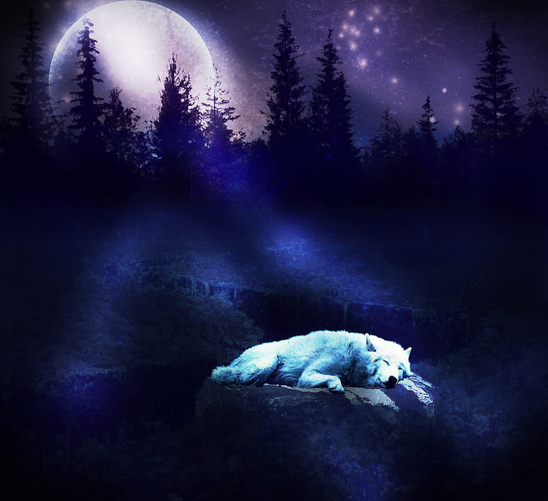 Sleeping In Moonlight, forest, manipulation, bonito, animal, moon, purple, wolf, wolves, white, dogs, dog, HD wallpaper