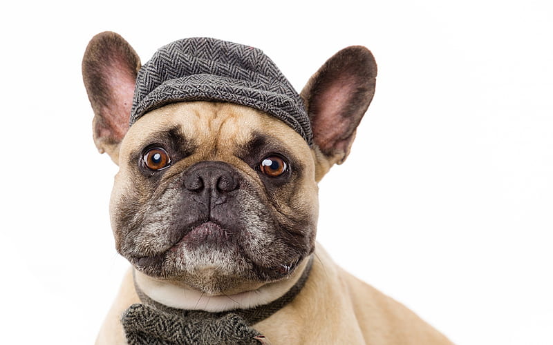 Pug, funny dog, portrait, dog in hat, cute animals, HD wallpaper