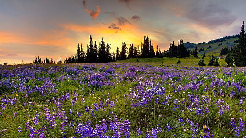 Purple Field, purple, flowers, nature, bonito, sunset, clouds, wide, field, HD wallpaper