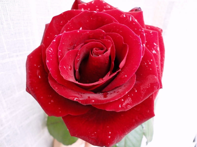 *** Red Rose ***, czerwona, kwiaty, nature, roza, HD wallpaper