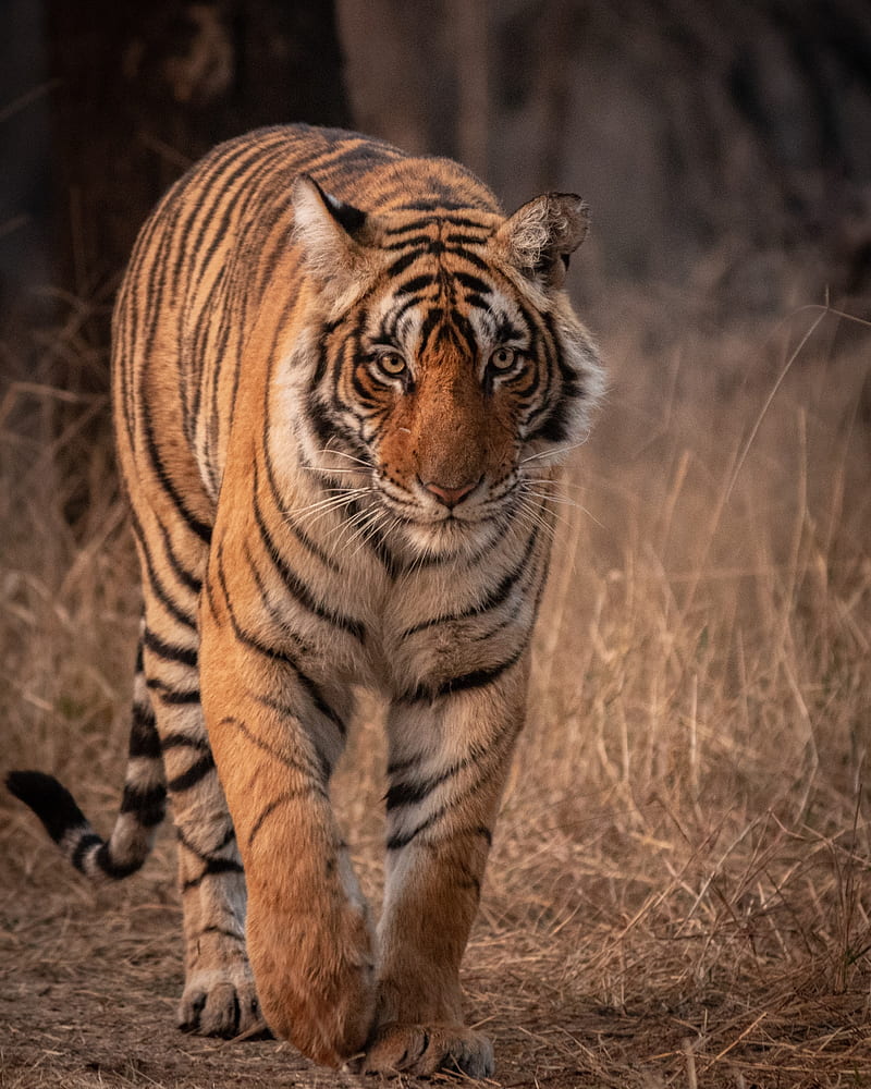 tiger, predator, animal, glance, big cat, wildlife, HD phone wallpaper