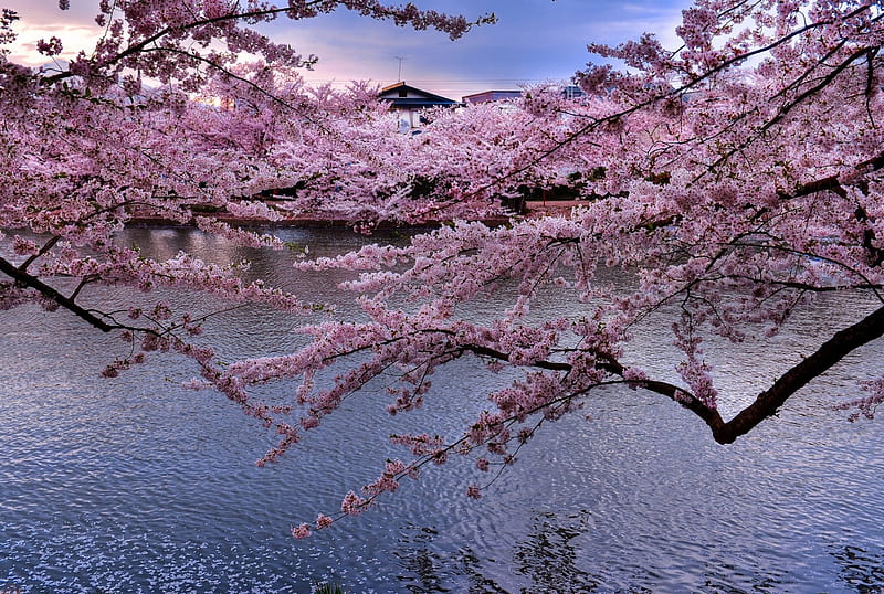 Cherry Blossoms near River, sakura, river, japan, trees, HD wallpaper