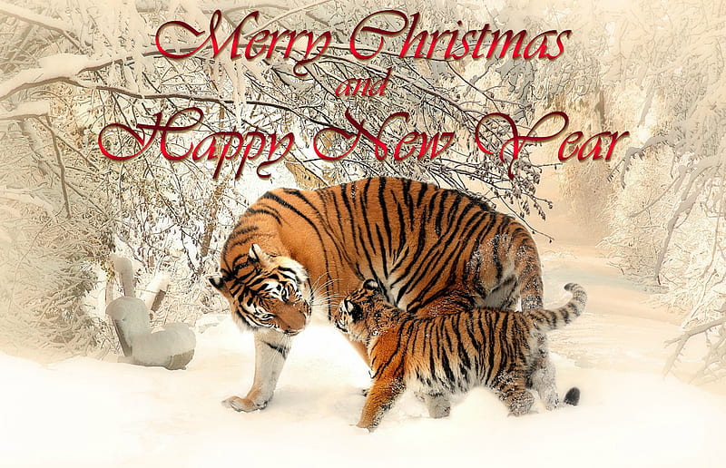 Merry Christmas and Happy New Year, tigers, nature, snow, holiday, HD wallpaper