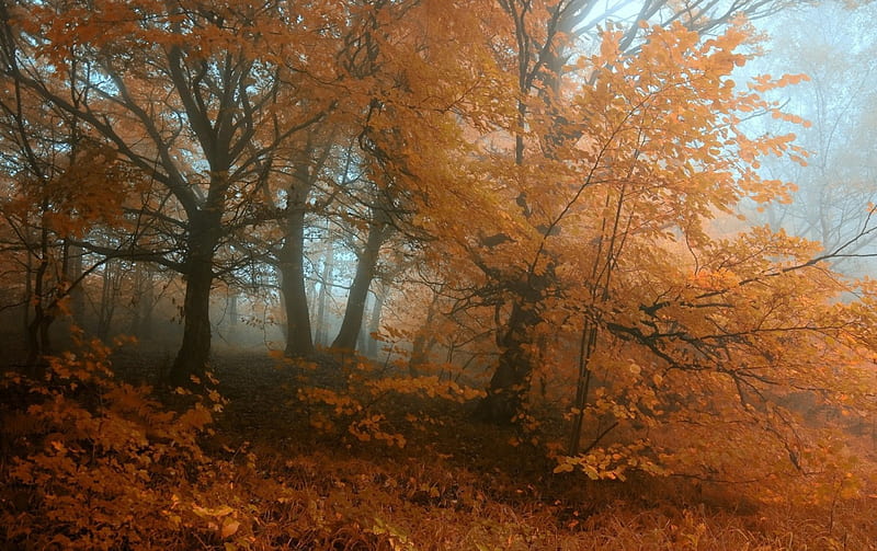 *** Autumn in forest ***, jesien, nature, drzewa, las, HD wallpaper