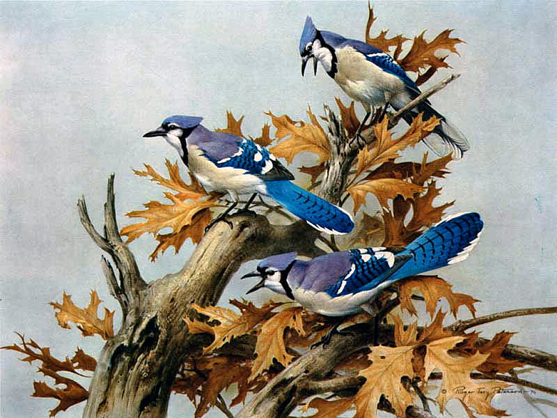 Bluejays F2, art, peterson, artwork, animal, roger peterson, roger tory peterson, bird, jays, avian, painting, wildlife, oak, HD wallpaper