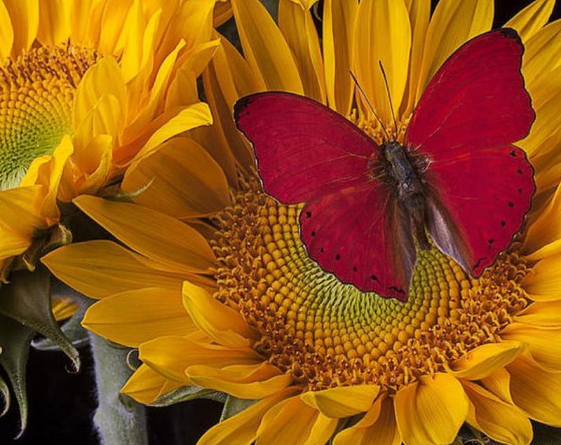 Red Butterfly on Sunflowers, butterfly, sunflowers, flowers, insects, animal, HD wallpaper