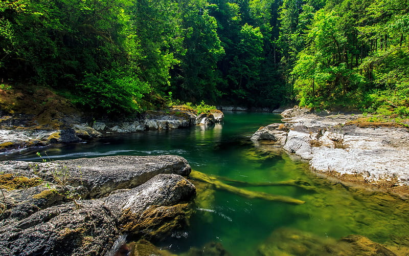 Spring green forest river 2020 Nature Scenery, HD wallpaper