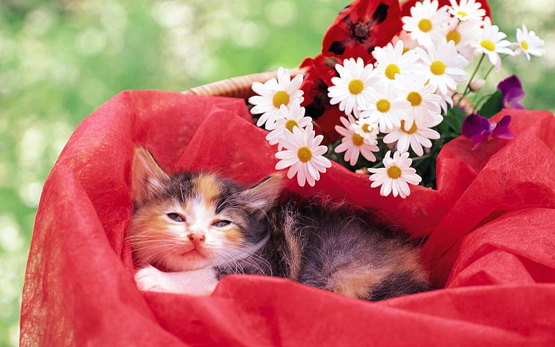 Little kitten Baby kitten in red flower basket, HD wallpaper