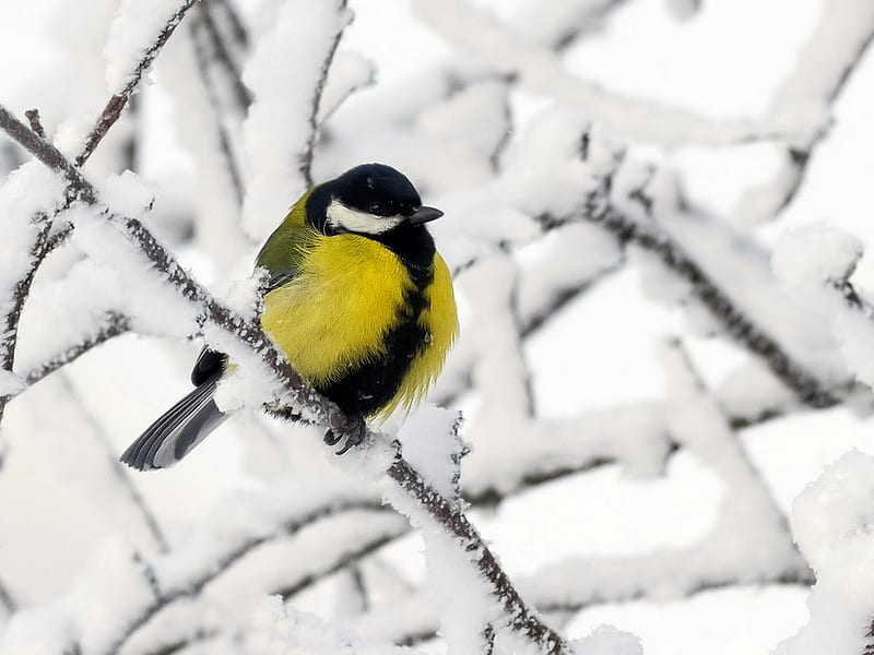 Bird in winter, colorful, little, yellow, covered, branch, small, winter, cold, bird, snow, HD wallpaper