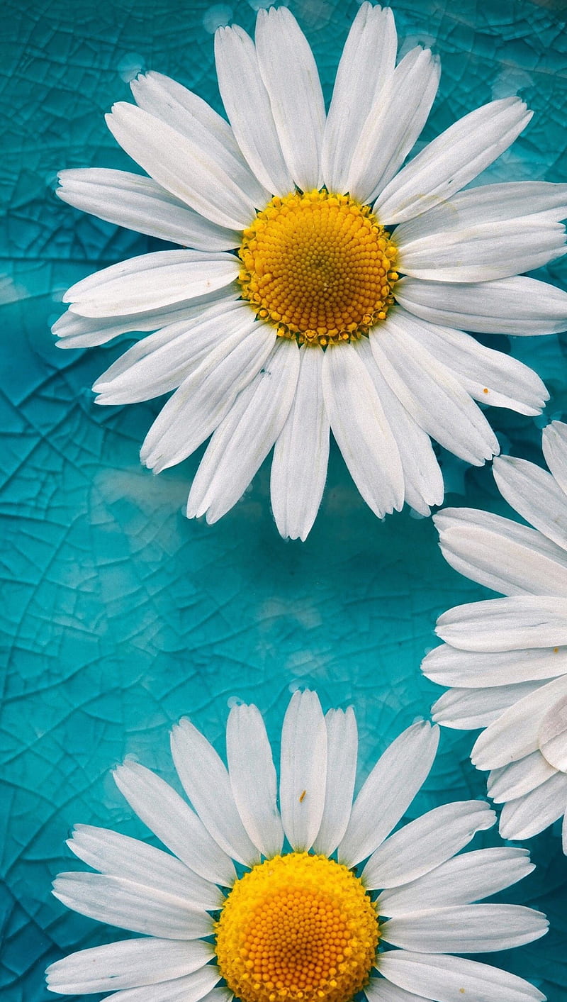 Daisies, daisy, flower, spring, HD phone wallpaper