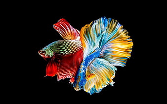 Betta test, black, blue, fighting fish, fish, red, HD phone wallpaper